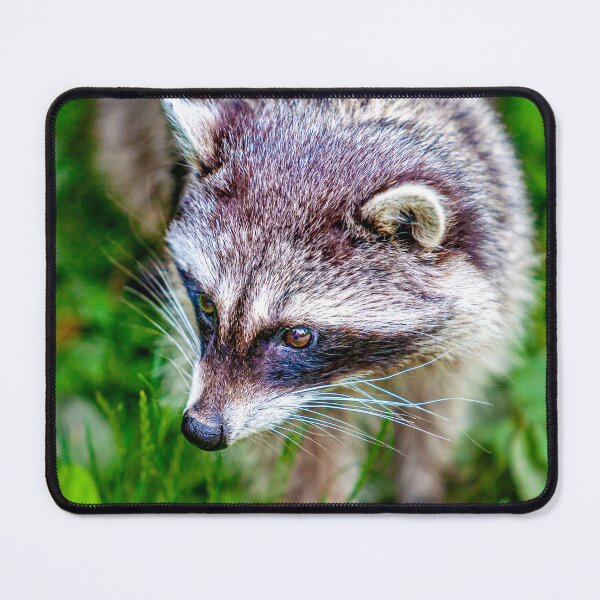 Item preview, Raccoon designed and sold by Dalyndigital Photography.