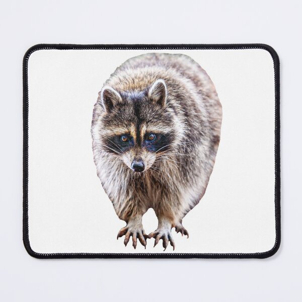 Item preview, Racoon in a tree designed and sold by Dalyndigital Photography.