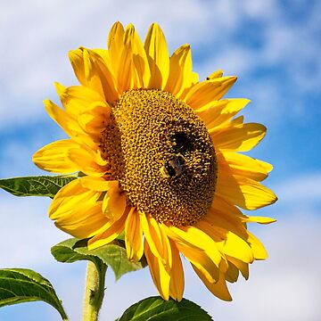 Artwork thumbnail, Sunflower with Bumble Bee by Imogen Boshstar Art