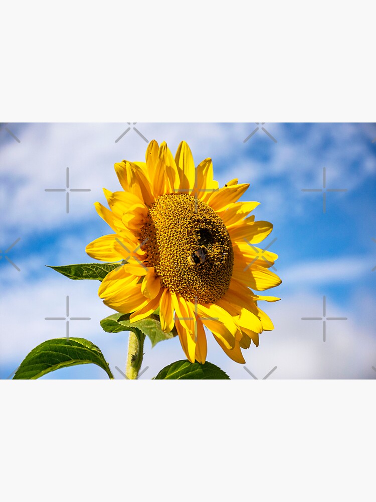 Thumbnail 3 of 3, Sticker, Sunflower with Bumble Bee designed and sold by BeckmogArt.