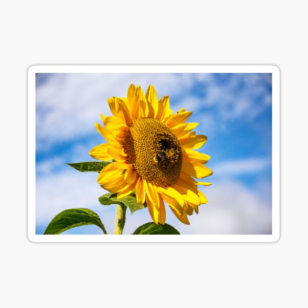 Sunflower with Bumble Bee Sticker