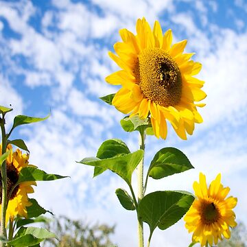 Artwork thumbnail, Sunflowers Again by Imogen Boshstar Art