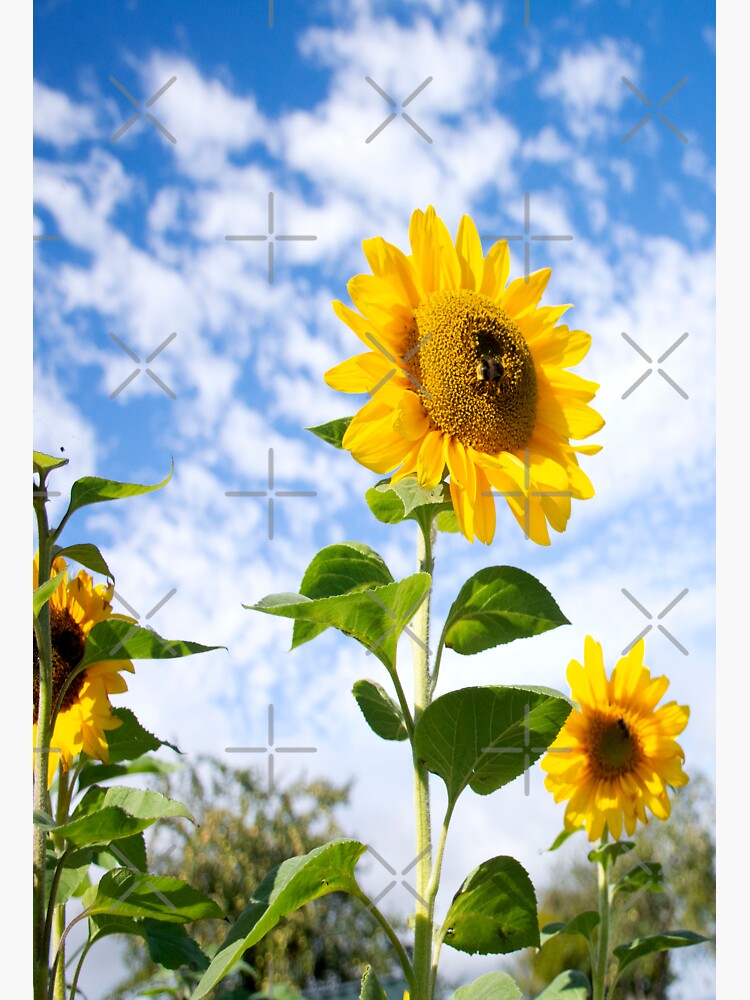 Thumbnail 3 of 3, Sticker, Sunflowers Again designed and sold by BeckmogArt.