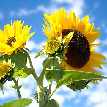 Artwork thumbnail, More Sunflowers by Imogen Boshstar Art