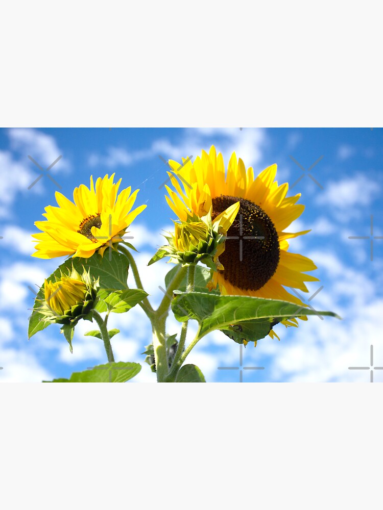 Thumbnail 3 of 3, Sticker, More Sunflowers designed and sold by BeckmogArt.