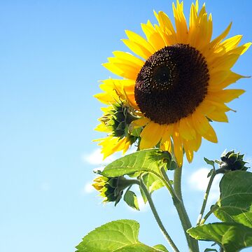 Artwork thumbnail, Even more Sunflowers! by Imogen Boshstar Art