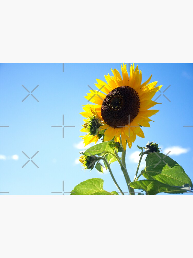 Thumbnail 3 of 3, Sticker, Even more Sunflowers! designed and sold by BeckmogArt.