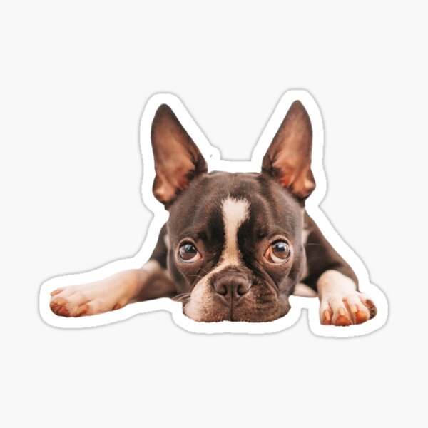 Boston Terriers Sticker