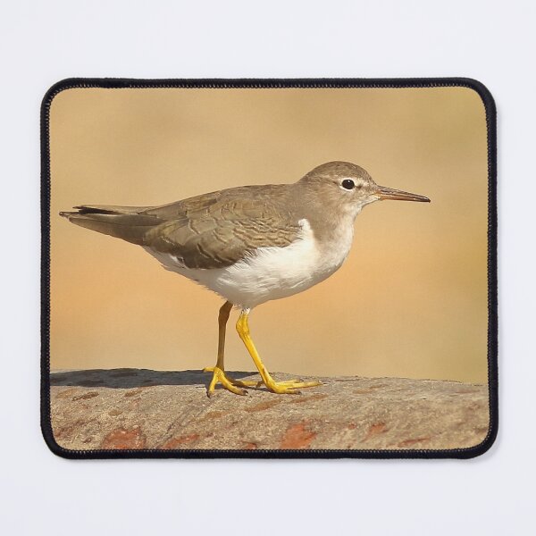 Item preview, Spotted Sandpiper designed and sold by adjohnson.