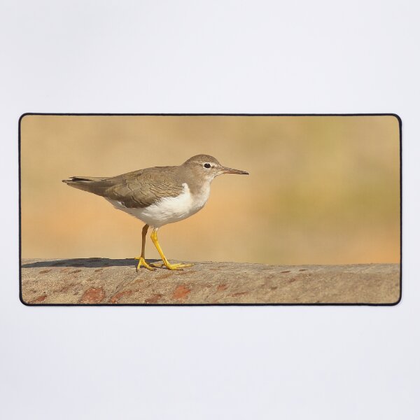 Item preview, Spotted Sandpiper designed and sold by adjohnson.