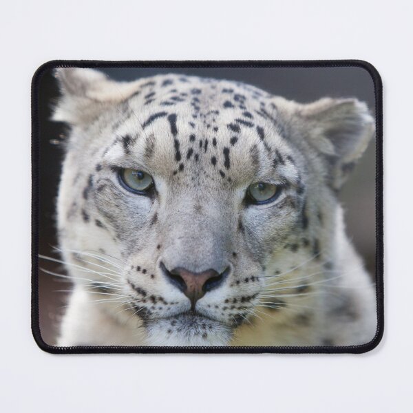 Item preview, Snow Leopard  designed and sold by AnimalLover4eva.