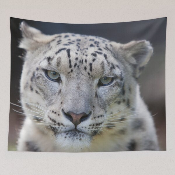 Item preview, Snow Leopard  designed and sold by AnimalLover4eva.
