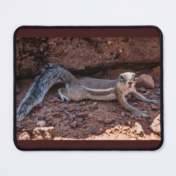 Item preview, Namibian ground squirrel posing designed and sold by Lyl Dil Creations.
