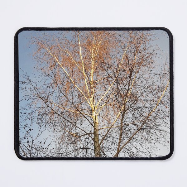 Item preview, Winter Birch designed and sold by amanda150771.