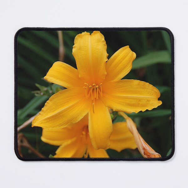 Item preview, Lily designed and sold by John Schneider.