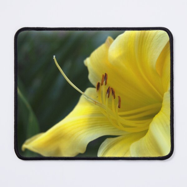Item preview, Yellow Daylily from A Gardener's Notebook designed and sold by Douglas E. Welch Design and Photography.