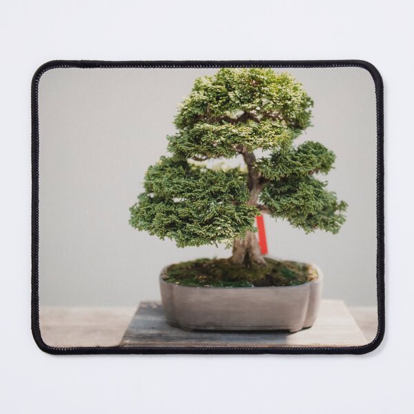 Item preview, Zen Bonsai Chinese Elm Tree, Bonsai Plant designed and sold by newburyboutique.