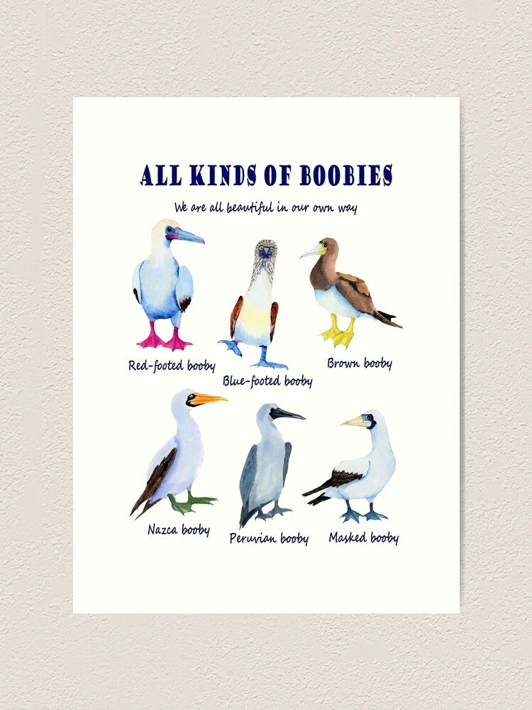 All kinds of Boobies, birds | Art Print