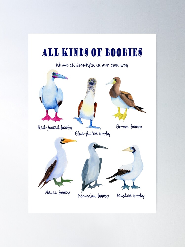 All kinds of Boobies, birds Poster for Sale by KyaKnightDesign