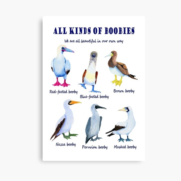 All kinds of Boobies, birds | Poster