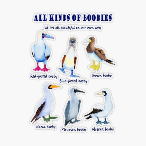 All kinds of Boobies, birds Sticker for Sale by KyaKnightDesign