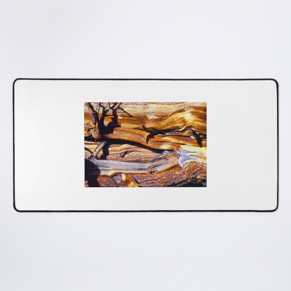 Item preview, "Bristlecone Pine Detail" designed and sold by Dean Uhlinger.