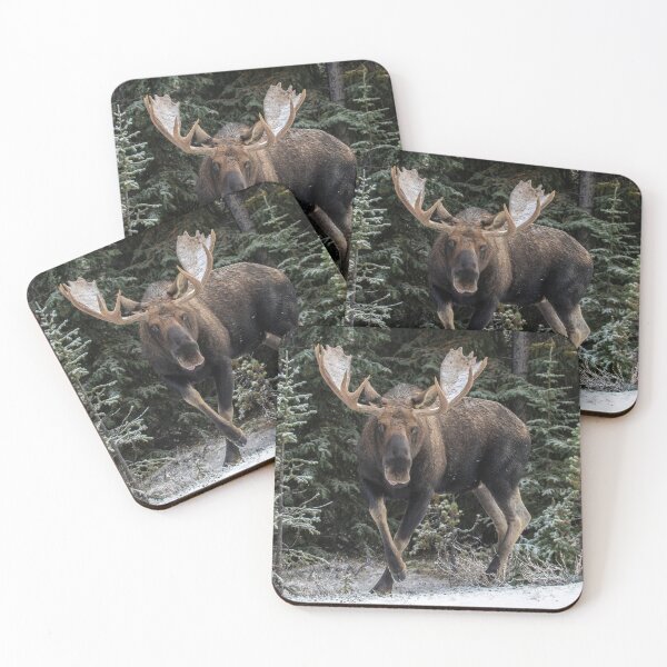 Item preview, Bull Moose in winter, Jasper, Alberta in the Canadian Rockies designed and sold by Maddie4Real.
