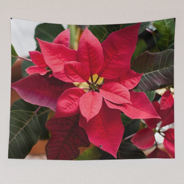 Item preview, Poinsettia Photography Print designed and sold by griffingphoto.