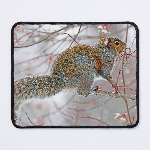 Item preview, Snowy Squirrel designed and sold by Deb Oppermann.