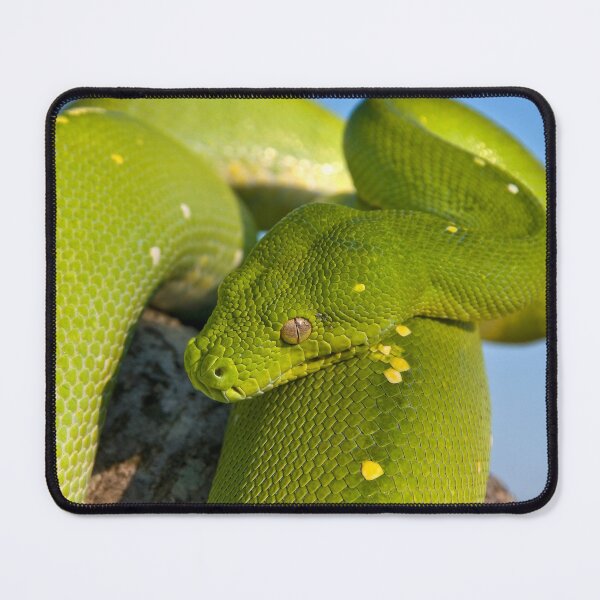 Item preview, Green Tree Python, Australian Reptile designed and sold by Andrew Goodall.