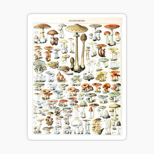 Item preview, Mushrooms Adolphe Millot - Champignons pour tous - French vintage poster  designed and sold by toronjanino.