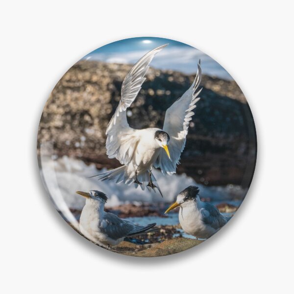 Item preview, Crested Tern - Joining the Party designed and sold by Andrew Goodall.