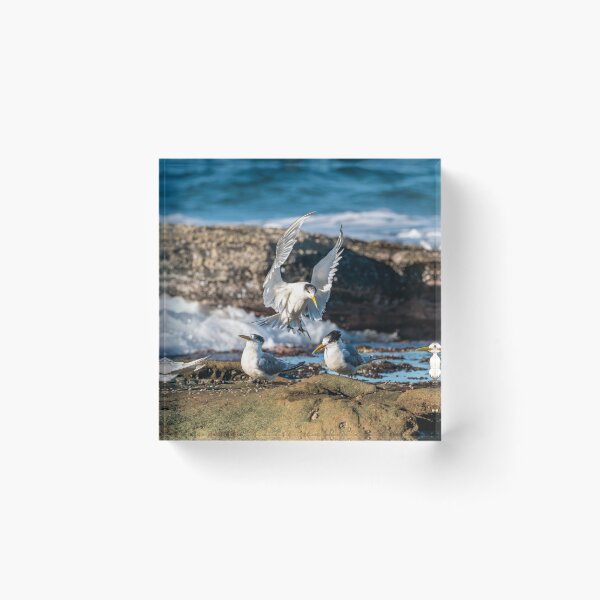 Item preview, Crested Tern - Joining the Party designed and sold by Andrew Goodall.