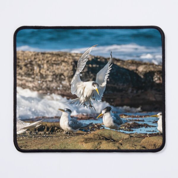 Item preview, Crested Tern - Joining the Party designed and sold by Andrew Goodall.