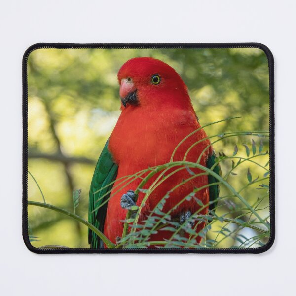 Item preview, King Parrot: Beautiful Birds Of Australia designed and sold by Andrew Goodall.