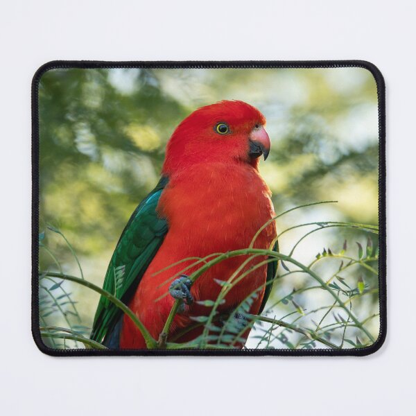 Item preview, Male King Parrot: Birds of Australia designed and sold by Andrew Goodall.