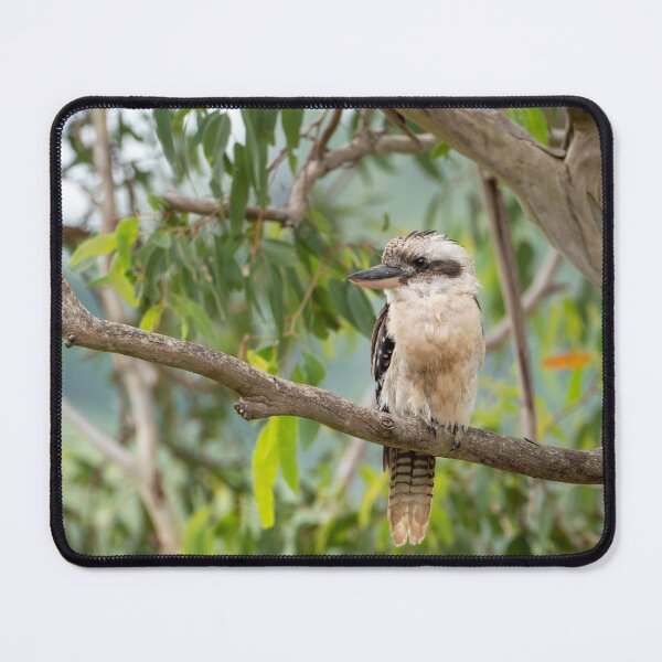 Item preview, Kookaburra: Iconic Aussie Wildlife designed and sold by Andrew Goodall.