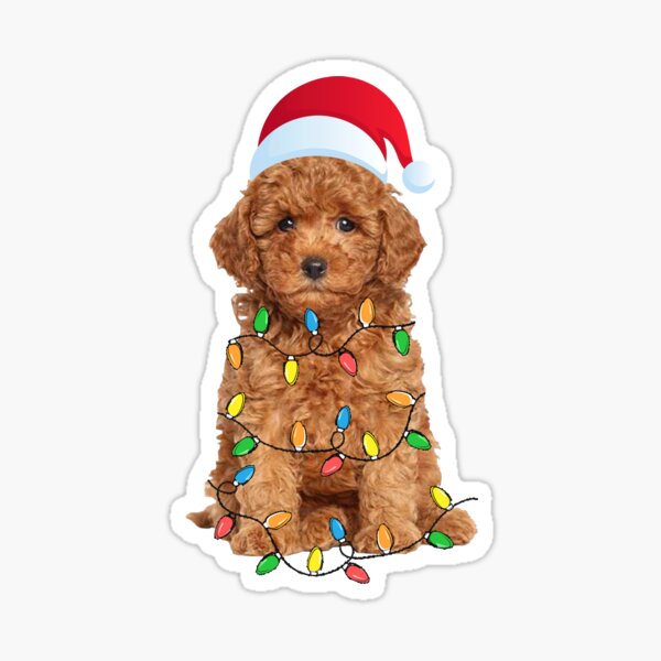 goldendoodle christmas outfits