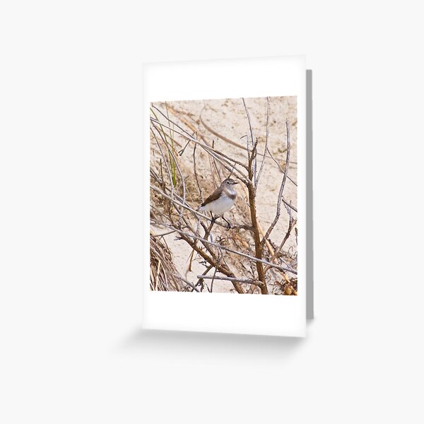 CHAT ~ White-fronted Chat Xc3eRkUJ by David Irwin Greeting Card