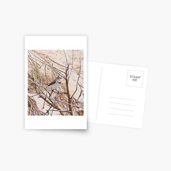 CHAT ~ White-fronted Chat Xc3eRkUJ by David Irwin Postcard