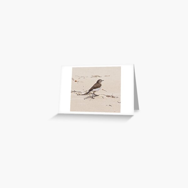 CHAT ~ White-fronted Chat 9t4fJMYC by David Irwin Greeting Card