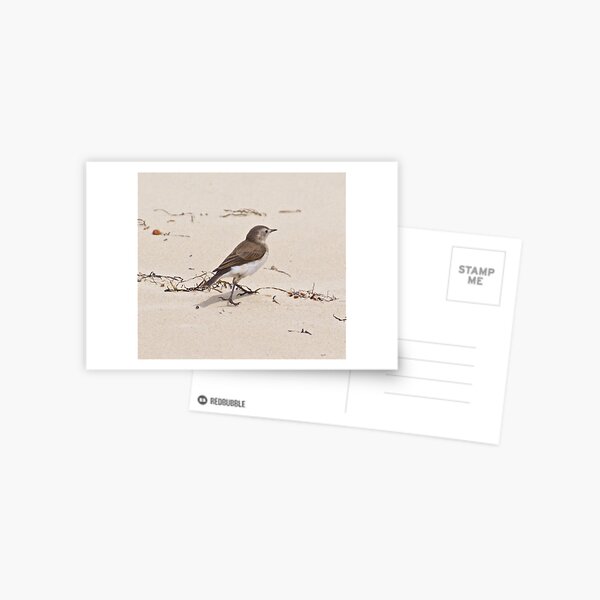 CHAT ~ White-fronted Chat 9t4fJMYC by David Irwin Postcard