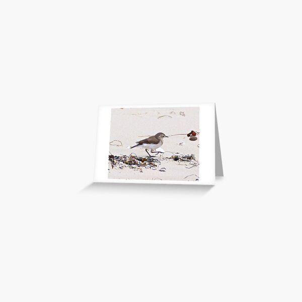 CHAT ~ White-fronted Chat RnJZR2UM by David Irwin Greeting Card