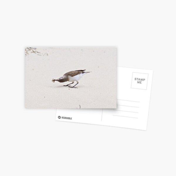 CHAT ~ White-fronted Chat wkuVArUT by David Irwin Postcard