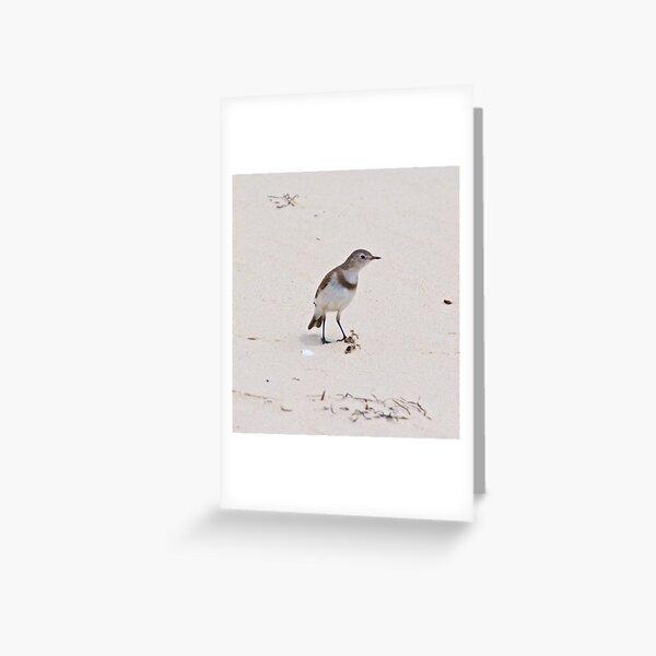 CHAT ~ White-fronted Chat by David Irwin Greeting Card