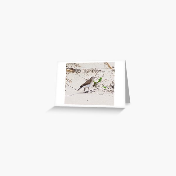CHAT ~ White-fronted Chat yvrjxx2H by David Irwin Greeting Card