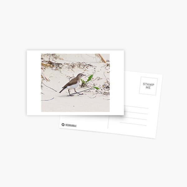 CHAT ~ White-fronted Chat by David Irwin Postcard