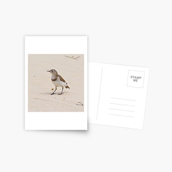 CHAT ~ White-fronted Chat Xdfdj9J3 by David Irwin Postcard