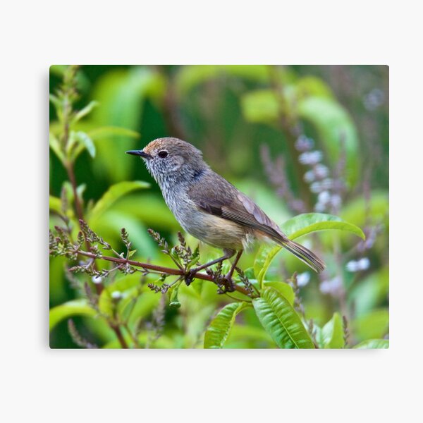 THORNBILL ~ Brown Thornbill 29MC4KtS by David Irwin Metal Print