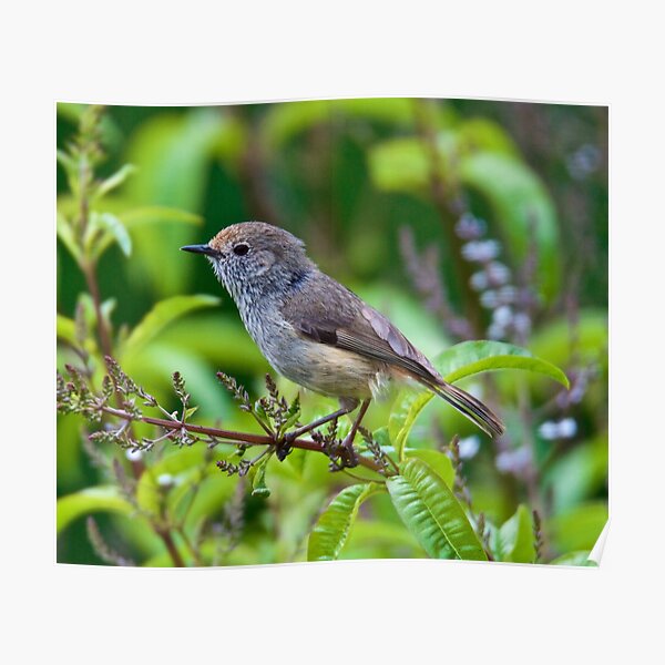 THORNBILL ~ Brown Thornbill 29MC4KtS by David Irwin Poster